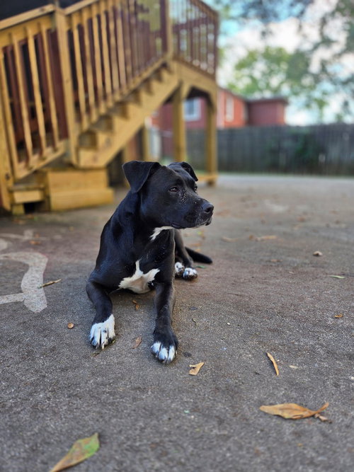 picture of the dog needing adoption