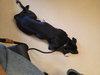 Tuxedo Bully Mix (Courtesy Post) - Photo 2