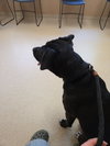 Tuxedo Bully Mix (Courtesy Post) - Photo 4