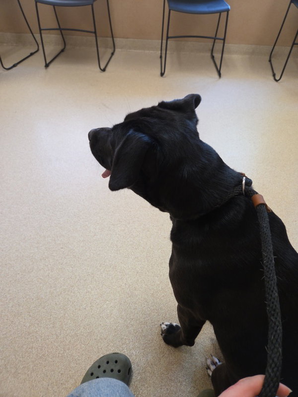 Tuxedo Bully Mix (Courtesy Post)