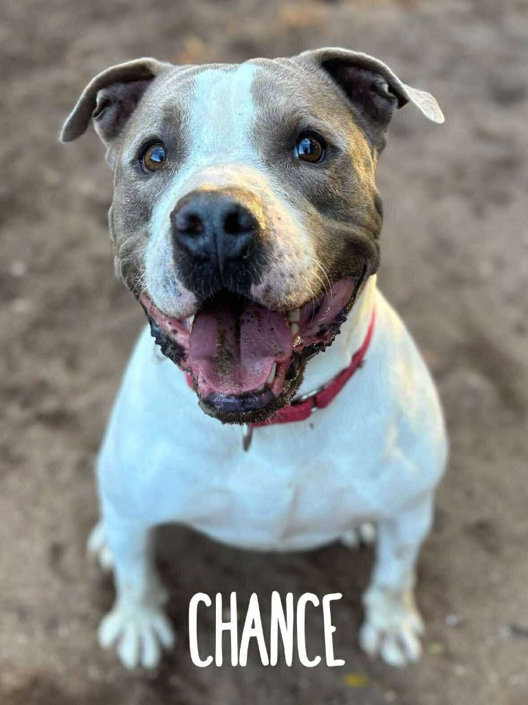 Chance Image