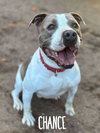 Chance - Photo 2