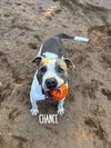 Chance - Photo 3