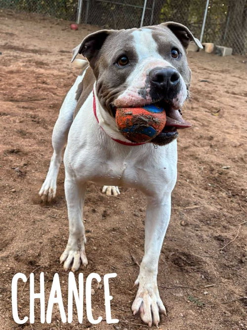 CHANCE - Pit Bull Terrier available for adoption