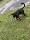Oreo (Courtesy Post) - Photo 1