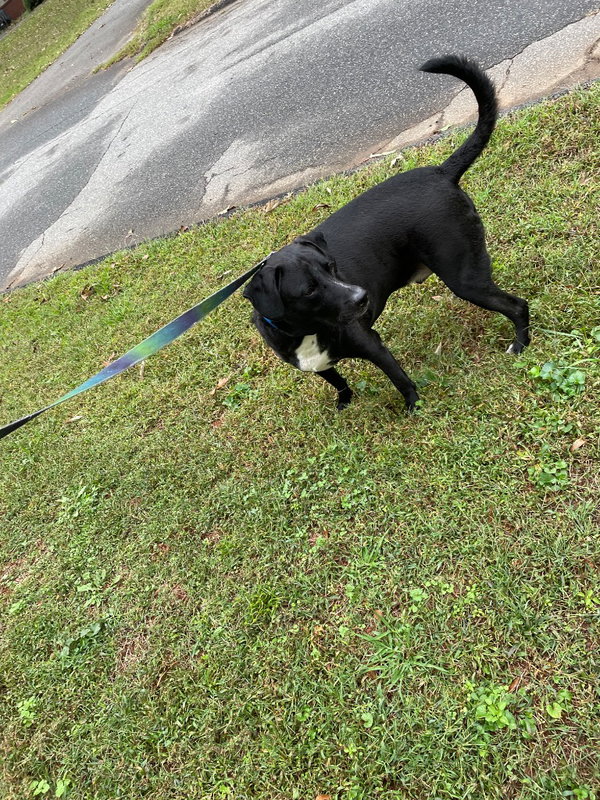 Oreo (Courtesy Post)