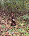 Sadie (Courtesy Post) - Photo 1