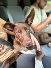 Sadie (Courtesy Post) - Photo 2