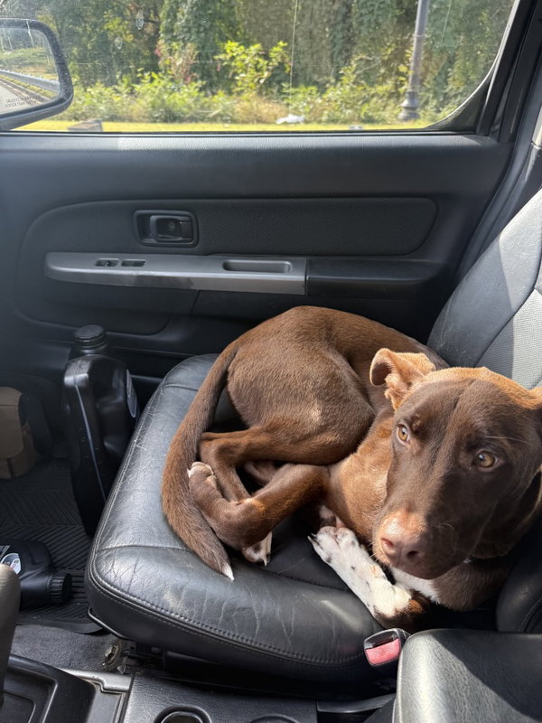 Sadie (Courtesy Post)