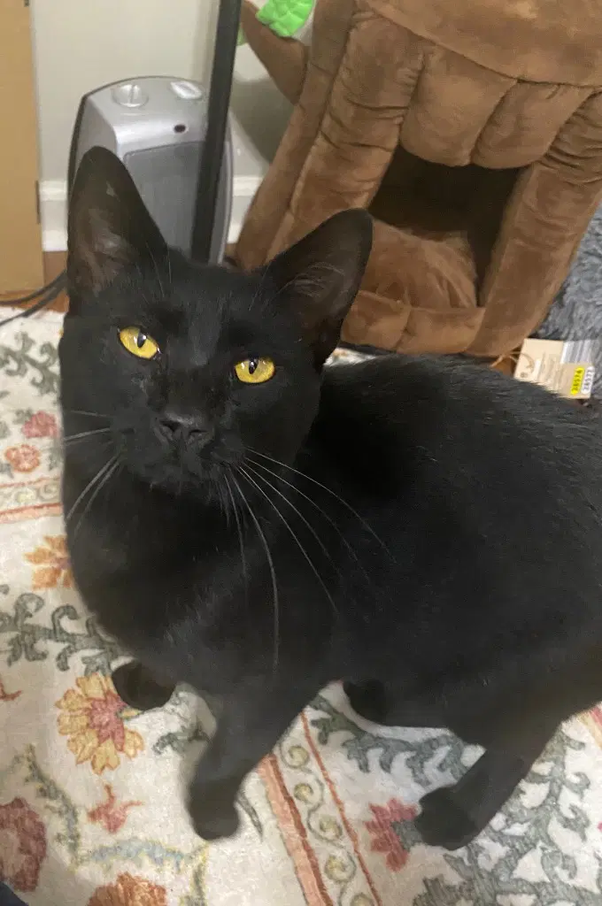 Ozzy Courtesy Post - Domestic Short Hair