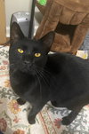 Ozzy (Courtesy Post) - Photo 1