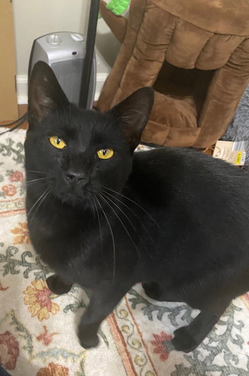picture of the cat needing adoption