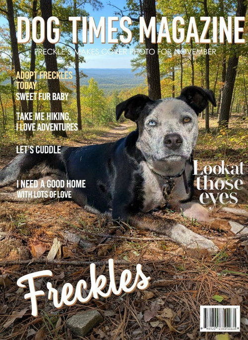 FRECKLES (COURTESY POST) - Australian Cattle Dog/Blue Heeler / Cattle Dog available for adoption