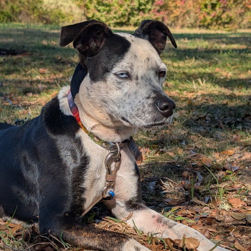 FRECKLES (COURTESY POST) - Australian Cattle Dog/Blue Heeler / Cattle Dog available for adoption