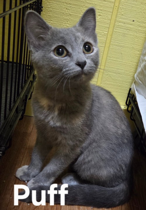 PUFF - Domestic Short Hair available for adoption