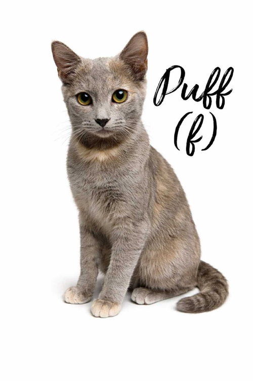 Puff, an adoptable Domestic Short Hair in Rutherfordton, NC