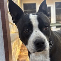 Roxie (Courtesy Post) Image