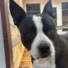 Roxie (Courtesy Post) - Photo 1