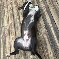 ROXIE (COURTESY POST) - Boston Terrier / Staffordshire Bull Terrier available for adoption