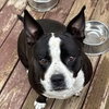 Roxie (Courtesy Post) - Photo 3