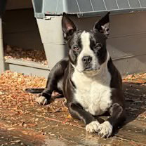 Roxie (Courtesy Post)