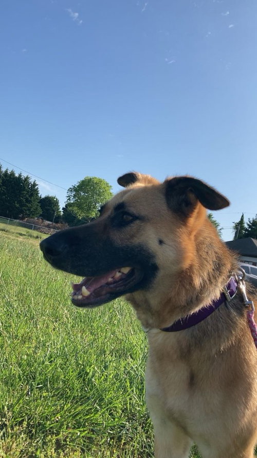 picture of the dog needing adoption