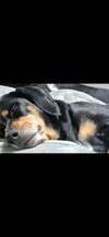 Lucy (Courtesy Post) - Photo 1