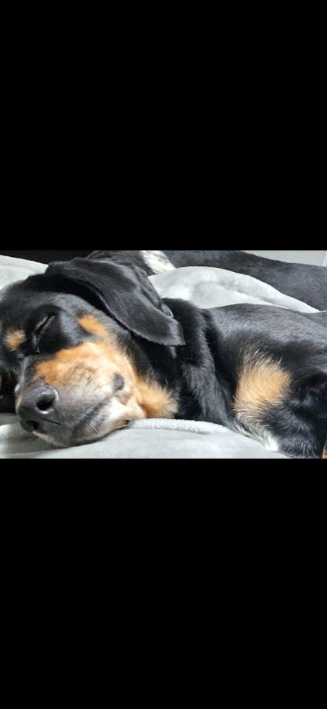 picture of the dog needing adoption