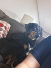 Lucy (Courtesy Post) - Photo 4