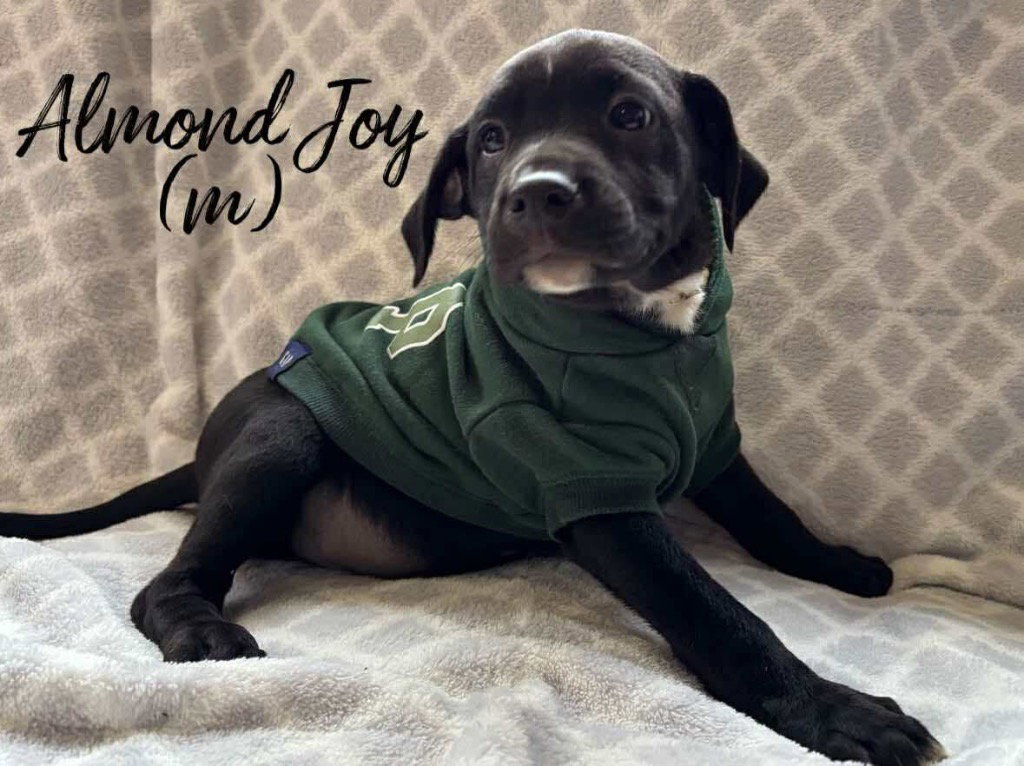 Almond Joy Image
