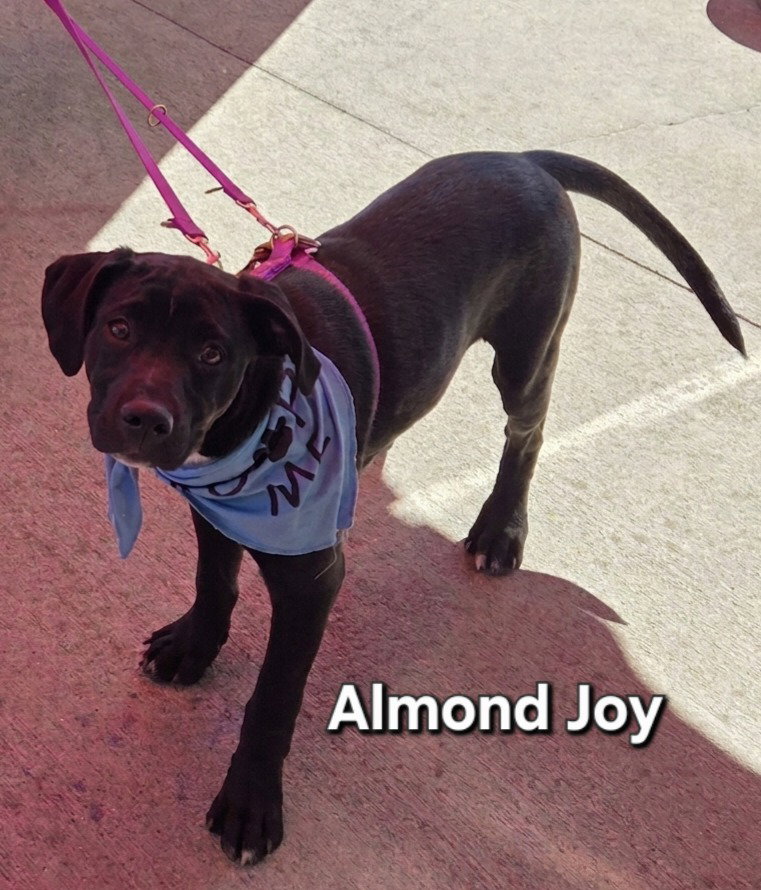 Almond Joy