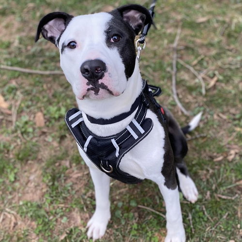 picture of the dog needing adoption