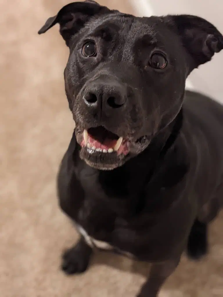 Benny Courtesy Post - Labrador Retriever