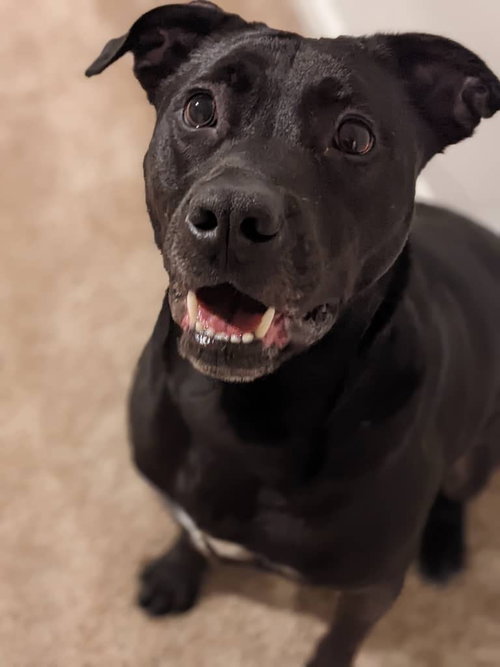picture of the dog needing adoption