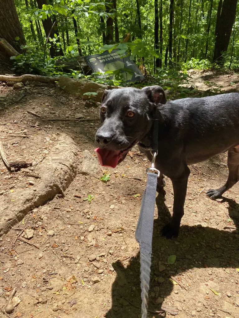 Benny Courtesy Post image 3