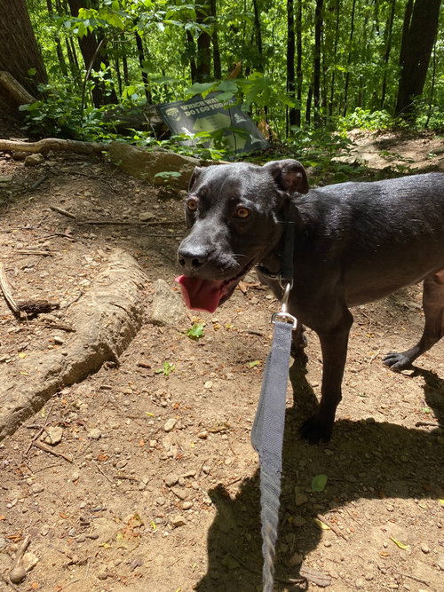 Benny, photo 3