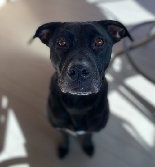 Benny, photo 4