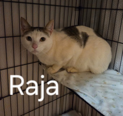RAJA - Domestic Short Hair available for adoption