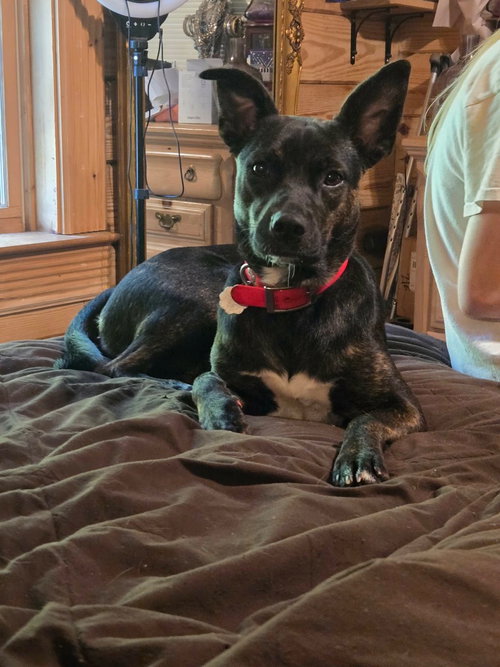 picture of the dog needing adoption