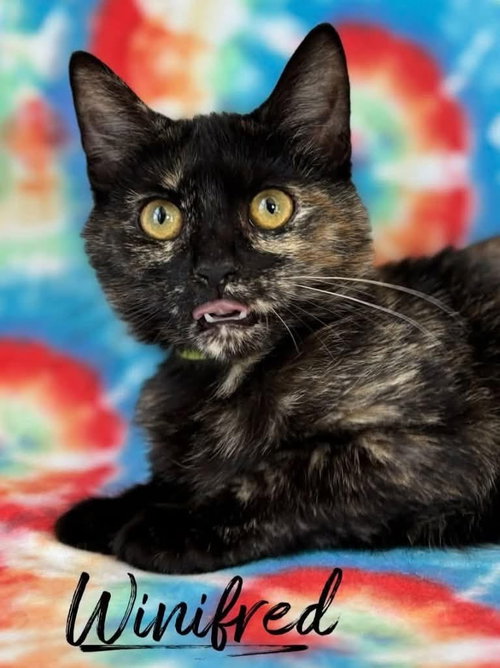 picture of the cat needing adoption