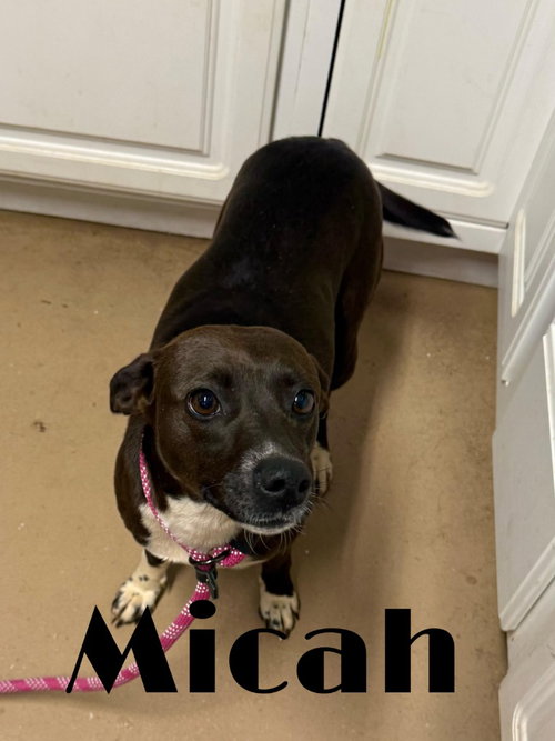 picture of the dog needing adoption