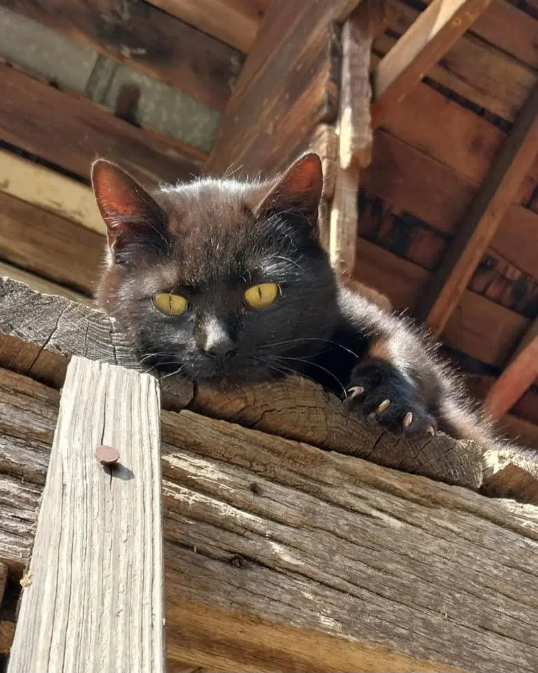 Tc Courtesy Post - Domestic Short Hair