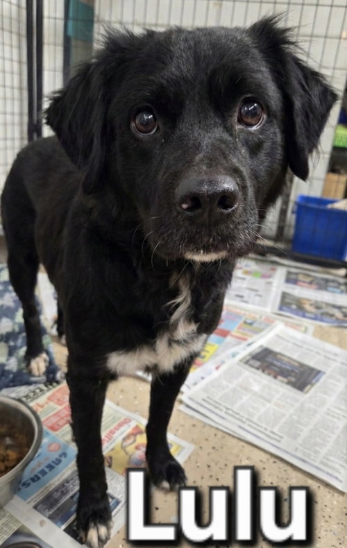 picture of the dog needing adoption