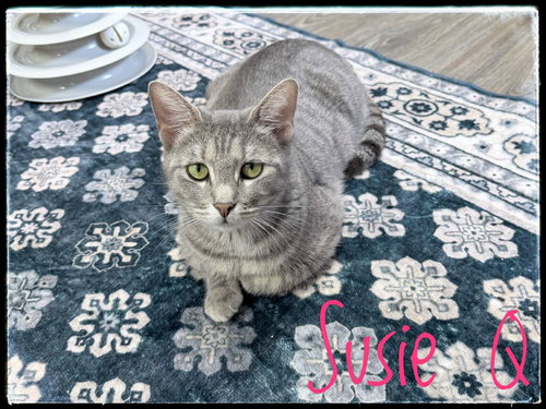 Susie Q, an adoptable Domestic Short Hair in Rutherfordton, NC