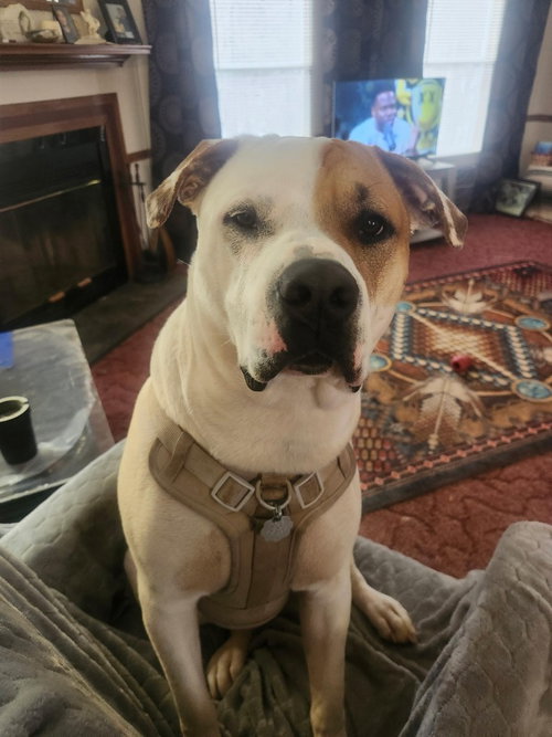 picture of the dog needing adoption