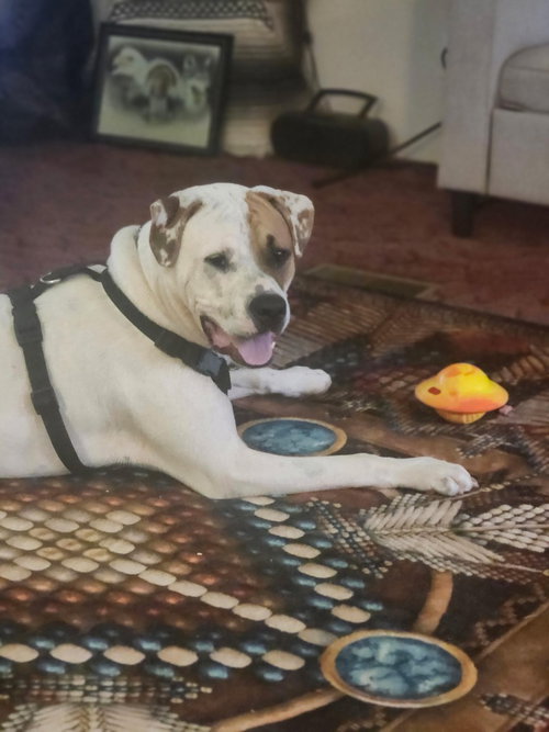 Photo 2 of Rudy (Courtesy Post)