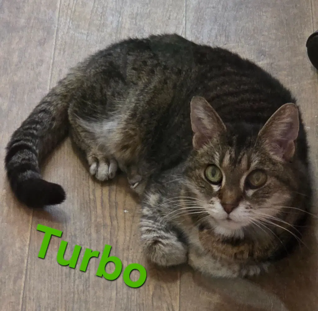 Turbo - Domestic Short Hair