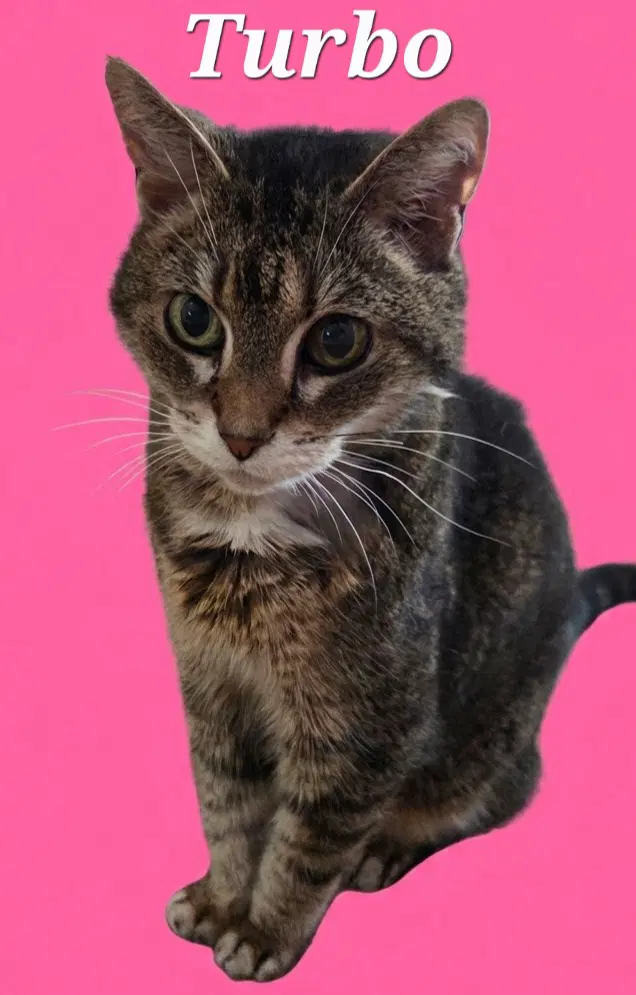 Turbo image 2