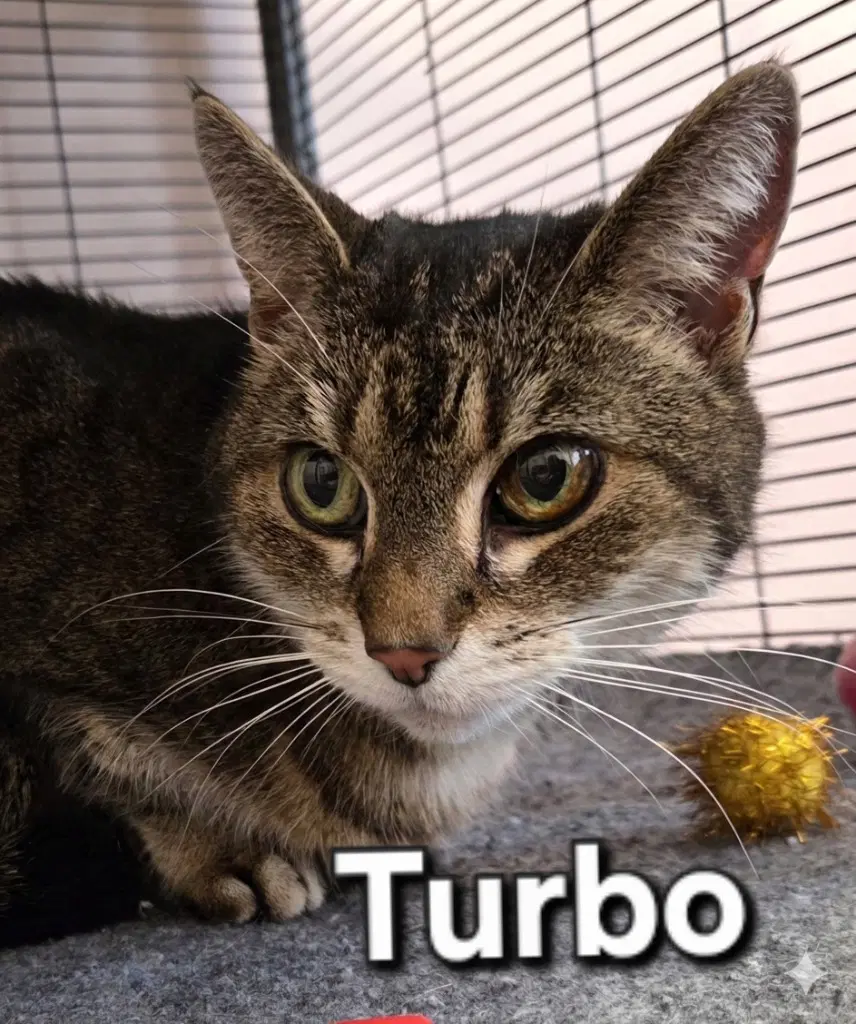 Turbo image 3