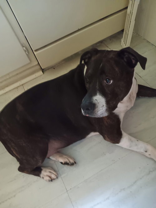 picture of the dog needing adoption